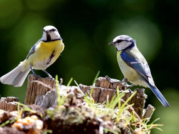 Produktbild: CALVENDO Puzzle Zwei Blaumeisen auf einem Baumstumpf | 1000 Teile Lege-Gr&ouml;&szlig;e 64x48cm Foto-Puzzle f&uuml;r gl&uuml;ckliche Stunden