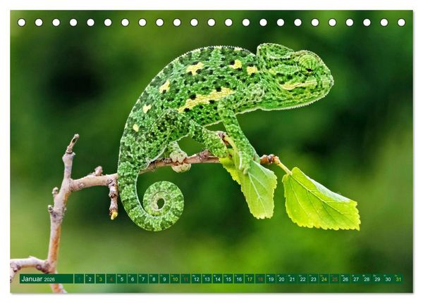Produktbild: Cham&auml;leon - exotisches Reptil (Tischkalender 2026 DIN A5 quer), CALVENDO Monatskalender