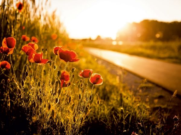 Produktbild: Mohnblumen am Radweg zwischen He&szlig;dorf und Gro&szlig;enseebach (Puzzle)