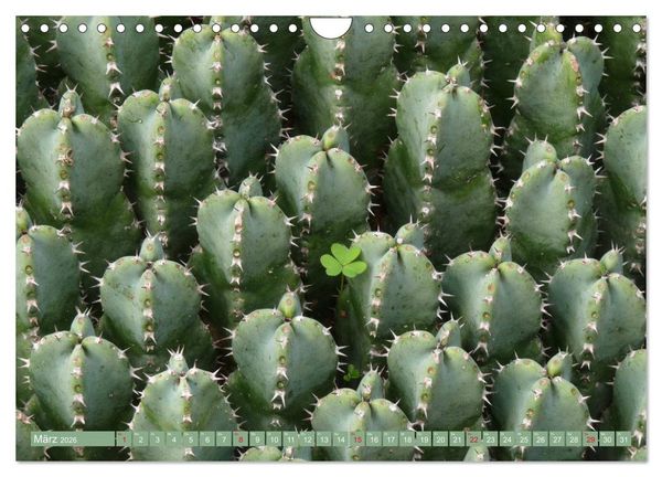 Produktbild: BOTANICACTUS Mallorcas Kakteengarten (Wandkalender 2026 DIN A4 quer), CALVENDO Monatskalender