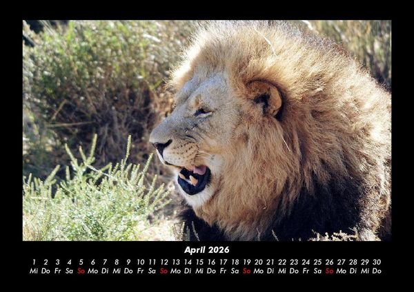 Produktbild: L&ouml;wen in der Wildnis 2026 Fotokalender DIN A3