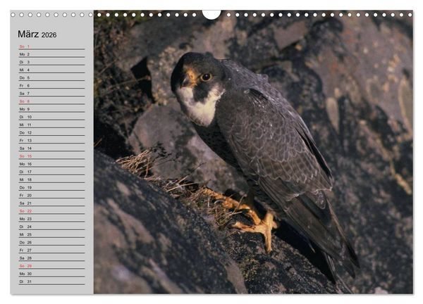 Produktbild: Falken und Greifv&ouml;gel - Edle J&auml;ger (Wandkalender 2026 DIN A3 quer), CALVENDO Monatskalender