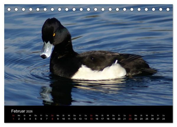 Produktbild: Das Leben der Enten (Tischkalender 2026 DIN A5 quer), CALVENDO Monatskalender