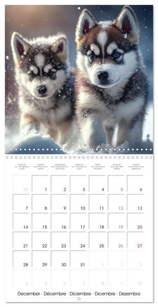 Produktbild: Husky obsession (Wall Calendar 2026 12 &times; 12 Inch) CALVENDO 12 Month Wall Calendar