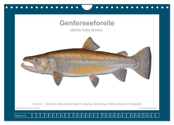 Produktbild: Fisch als Kunst 2027: Seeforellen (Wandkalender 2027 DIN A4 quer), CALVENDO Monatskalender