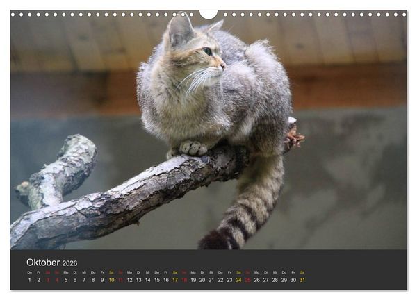 Produktbild: Tierpark-Gera (Wandkalender 2026 DIN A3 quer), CALVENDO Monatskalender