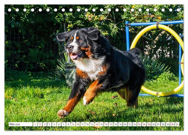 Produktbild: Berner Sennenhund - Der beste Freund f&uuml;rs Leben (Tischkalender 2026 DIN A5 quer), CALVENDO Monatskalender