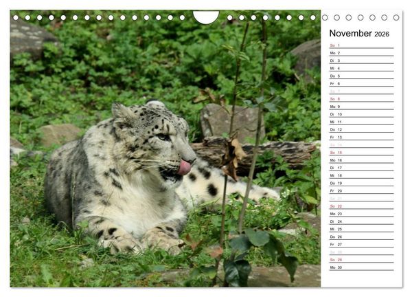 Produktbild: Der Schneeleopard (Wandkalender 2026 DIN A4 quer), CALVENDO Monatskalender