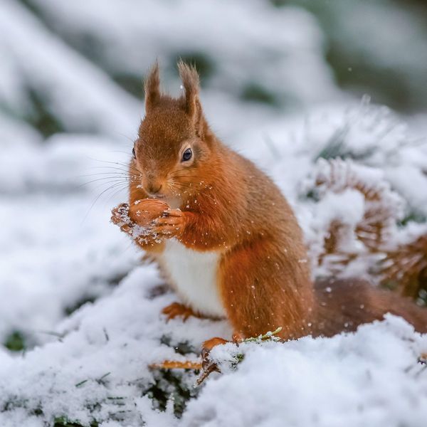 Produktbild: Eichh&ouml;rnchen / Squirrels 2027