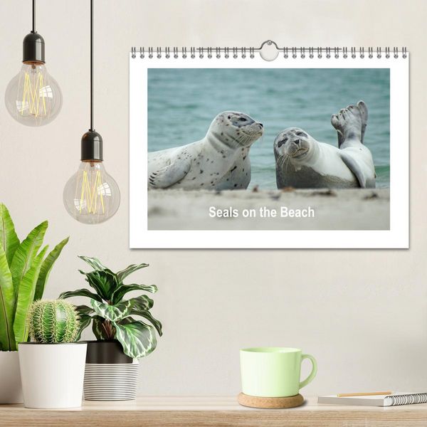 Produktbild: Seals on the Beach (Wall Calendar 2026 DIN A4 landscape), CALVENDO 12 Month Wall Calendar