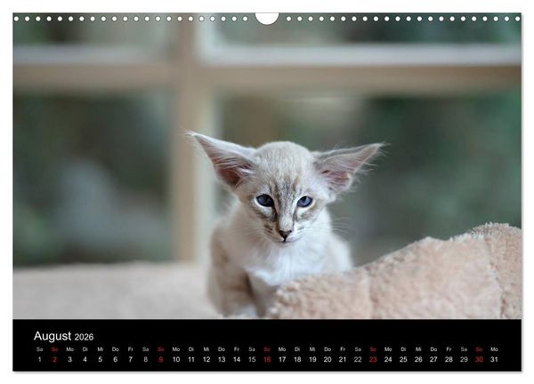 Produktbild: Orientalische Katzen (Wandkalender 2026 DIN A3 quer), CALVENDO Monatskalender