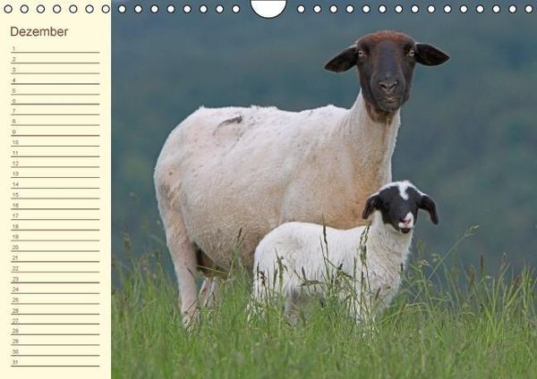 Produktbild: Der wollige Geburtstagskalender (Wandkalender immerw&auml;hrend DIN A4 quer)