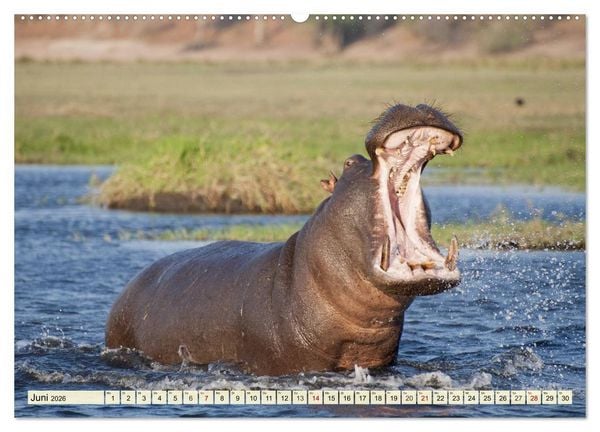 Produktbild: Afrika. Botswanas wundervolle Tierwelt (Wandkalender 2026 DIN A2 quer), CALVENDO Monatskalender