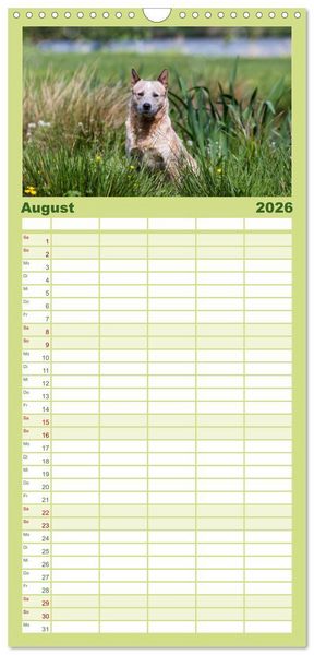 Produktbild: Familienplaner 2026 - Spaziergang am See Australian Cattle Dogs mit 5 Spalten (Wandkalender, 21 x 45 cm) CALVENDO