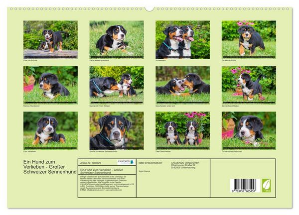 Produktbild: Ein Hund zum Verlieben - Gro&szlig;er Schweizer Sennenhund (hochwertiger Premium Wandkalender 2026 DIN A2 quer), Kunstdruck in Hochglanz