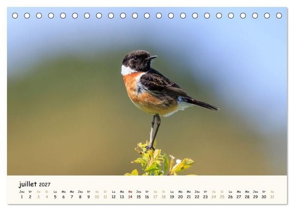 Produktbild: Esprit animal - Regards minimalistes (Calendrier de bureau 2027 DIN A5 vertical), CALVENDO calendrier mensuel