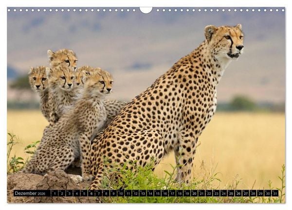Produktbild: Magie des Augenblicks - Tierkinder - klein, aber wild (Wandkalender 2026 DIN A3 quer), CALVENDO Monatskalender