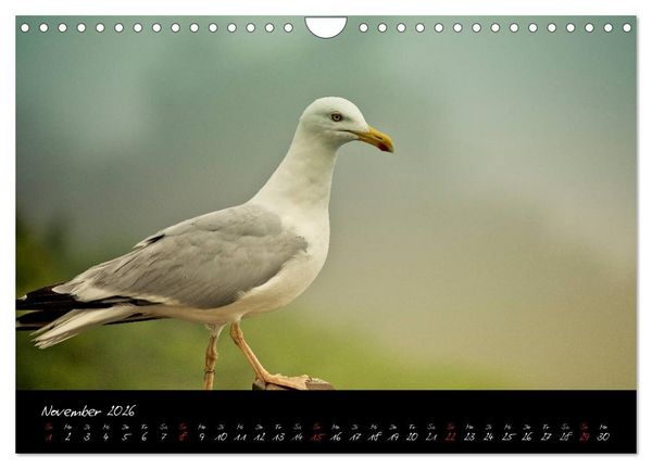 Produktbild: Frankreich Bretagne (Wandkalender 2026 DIN A4 quer), CALVENDO Monatskalender