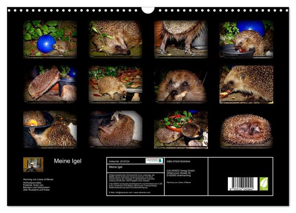 Produktbild: Meine Igel (Wandkalender 2026 DIN A3 quer), CALVENDO Monatskalender