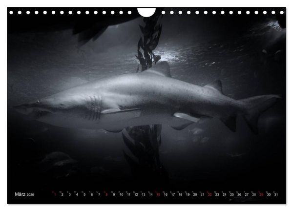 Produktbild: Meerestiere Bilder in Schwarz Weiss (Wandkalender 2026 DIN A4 quer), CALVENDO Monatskalender