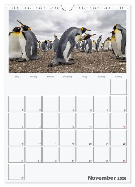 Produktbild: Alltag bei den Pinguinen auf Falkland (Wandkalender 2026 DIN A4 hoch), CALVENDO Monatskalender