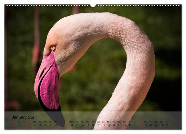 Produktbild: Flamingos Think pink (High Quality Premium Wall Calendar 2026 DIN A2 landscape),CALVENDO 12 Month Wall Calendar