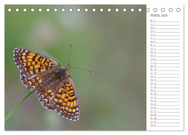Produktbild: Dans le jardin des papillons (Calendrier de bureau 2026 DIN A5 vertical), CALVENDO calendrier mensuel
