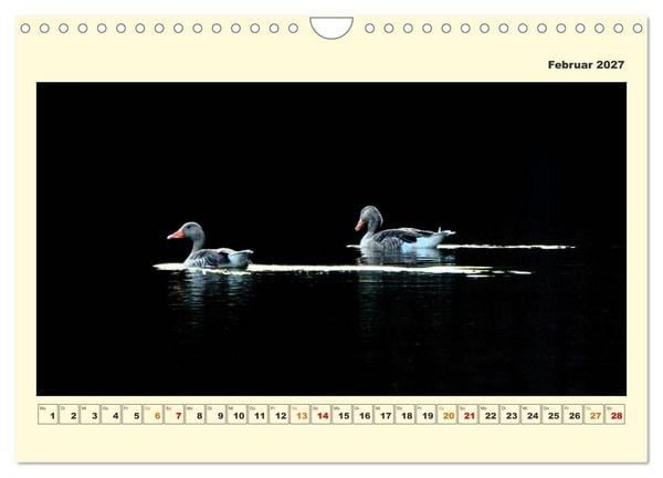 Produktbild: Tierwelt der W&uuml;mmeniederung (Wandkalender 2027 DIN A4 quer), CALVENDO Monatskalender