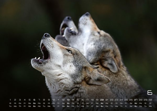 Produktbild: Wolf &ndash; Im Schatten des Waldes - 2027 - Kalender DIN A2
