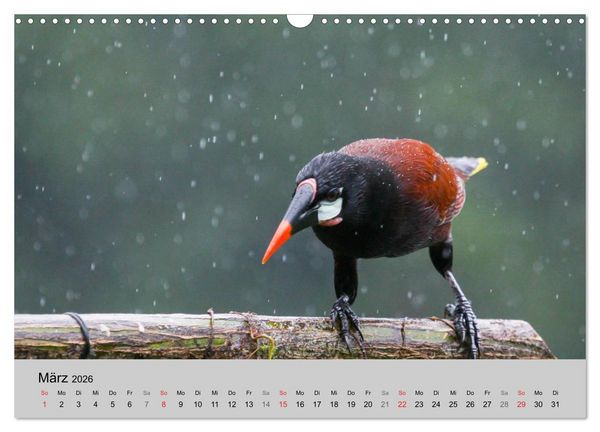 Produktbild: Costa Rica (Wandkalender 2026 DIN A3 quer), CALVENDO Monatskalender