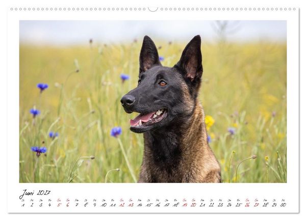 Produktbild: Malinois - Seelen aus Feuer (Wandkalender 2027 DIN A2 quer), CALVENDO Monatskalender
