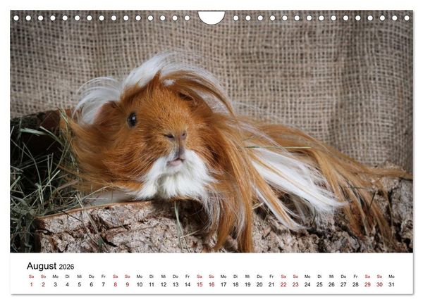 Produktbild: Unsere Meerschweinchen (Wandkalender 2026 DIN A4 quer), CALVENDO Monatskalender