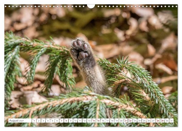 Produktbild: Wildkatzen - die anmutigsten Raubiere in Europa. (Wandkalender 2027 DIN A3 quer), CALVENDO Monatskalender