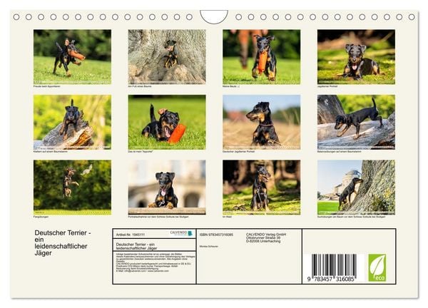 Produktbild: Deutscher Terrier - ein leidenschaftlicher J&auml;ger (Wandkalender 2026 DIN A4 quer), CALVENDO Monatskalender