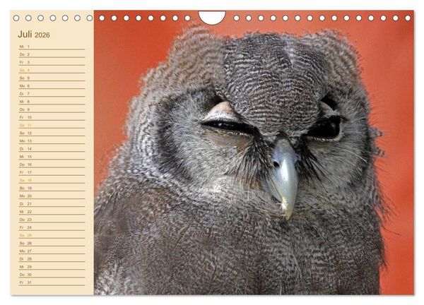 Produktbild: Eulen (Wandkalender 2026 DIN A4 quer), CALVENDO Monatskalender