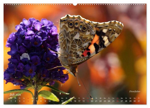 Produktbild: Gro&szlig;e und kleine Schmetterlinge (Wandkalender 2026 DIN A2 quer), CALVENDO Monatskalender