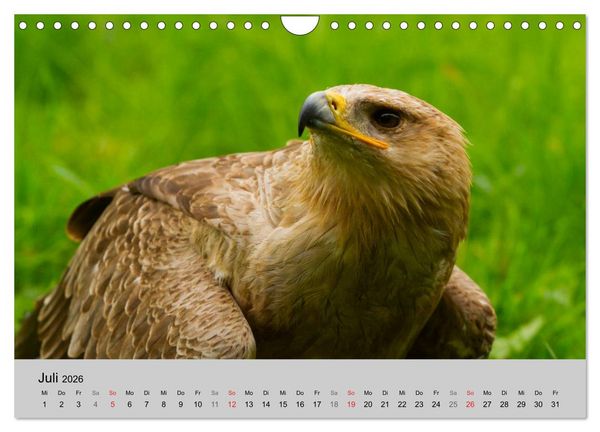Produktbild: Scharfblick (Wandkalender 2026 DIN A4 quer), CALVENDO Monatskalender
