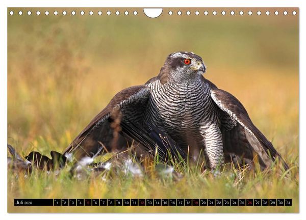 Produktbild: GREIFV&Ouml;GEL wild & frei (Wandkalender 2026 DIN A4 quer), CALVENDO Monatskalender