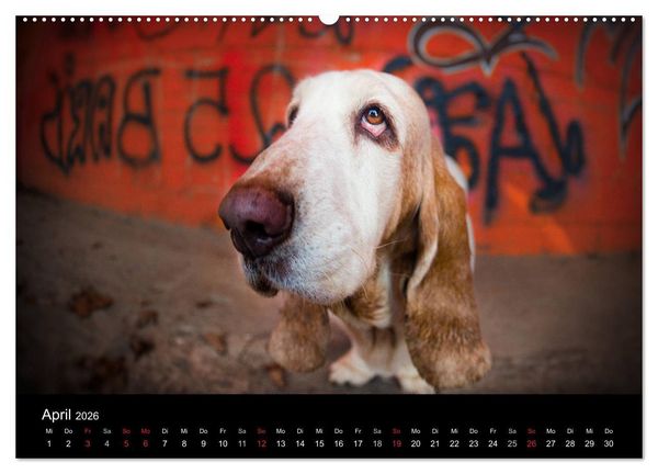 Produktbild: Der Basset, eine LANGE und besondere Liebe (Wandkalender 2026 DIN A2 quer), CALVENDO Monatskalender