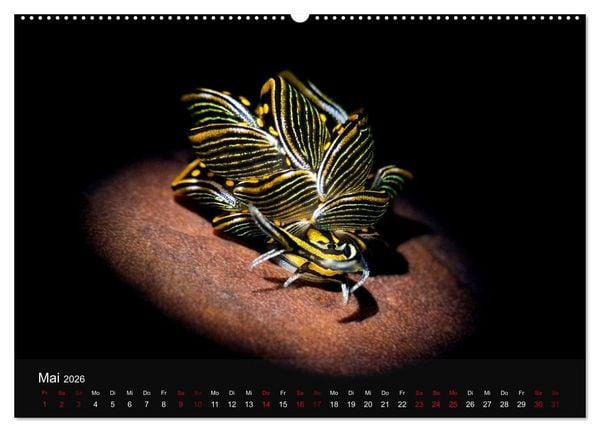 Produktbild: Tauchen in Indonesien - BUNTE MEERESSCHNECKEN (hochwertiger Premium Wandkalender 2026 DIN A2 quer), Kunstdruck in Hochglanz