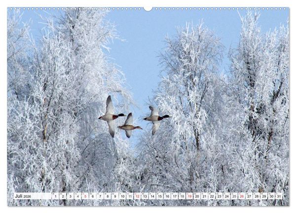 Produktbild: Eiszeit. Winter und Frost in der Natur (Wandkalender 2026 DIN A2 quer), CALVENDO Monatskalender
