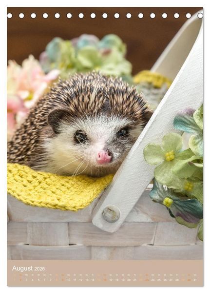Produktbild: Gilbert der Igel (Tischkalender 2026 DIN A5 hoch), CALVENDO Monatskalender