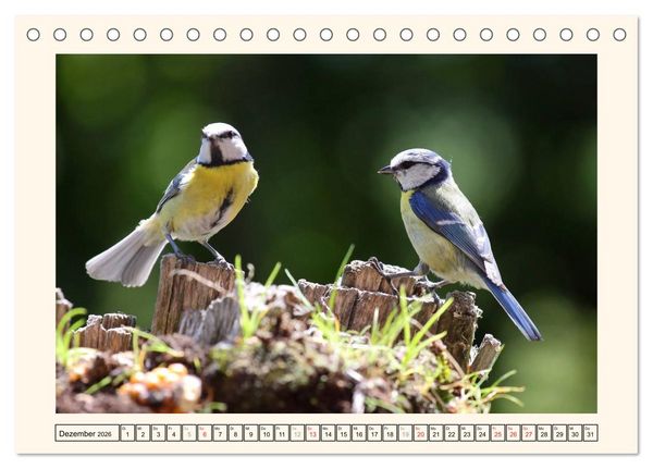 Produktbild: Gefiederte Sch&ouml;nheiten - Die Blaumeise (Tischkalender 2026 DIN A5 quer), CALVENDO Monatskalender