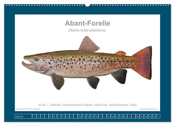 Produktbild: Fisch als Kunst 2027: Seeforellen (Wandkalender 2027 DIN A2 quer), CALVENDO Monatskalender