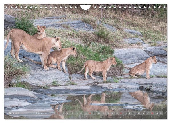 Produktbild: L&ouml;wen - Raubkatzen Afrikas (Wandkalender 2026 DIN A4 quer), CALVENDO Monatskalender