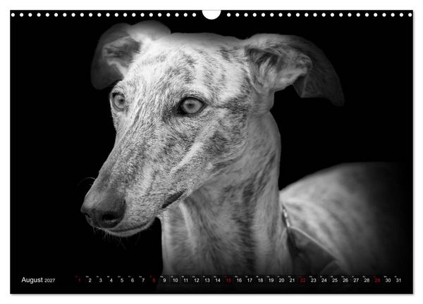 Produktbild: Galgo Espa&ntilde;ol - der spanische Windhund 2027 (Wandkalender 2027 DIN A3 quer), CALVENDO Monatskalender