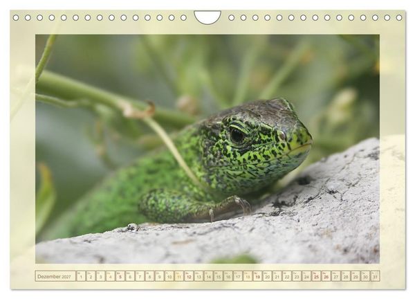 Produktbild: Minisaurier im Garten (Wandkalender 2027 DIN A4 quer), CALVENDO Monatskalender