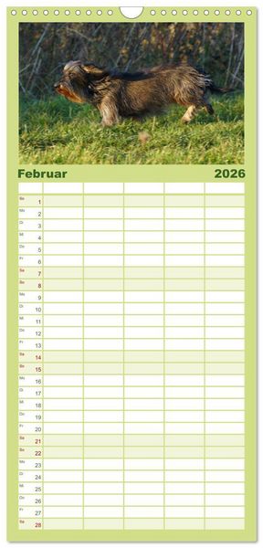 Produktbild: Familienplaner 2026 - Der Zwergrauhaardackel - Eigensinnig und Liebenswert mit 5 Spalten (Wandkalender, 21 x 45 cm) CALVENDO
