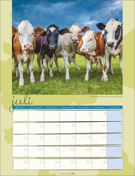 Produktbild: Kuh Kalender 2027