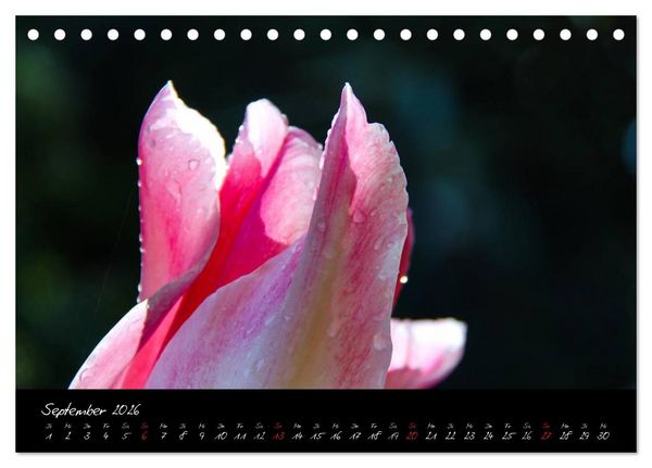 Produktbild: Butchart Gardens 2026 (Tischkalender 2026 DIN A5 quer), CALVENDO Monatskalender